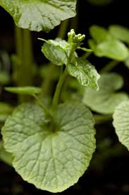 When this stem is grated, the plant's components break down almost. How To Grow Wasabi A Garden Nerd S Challenge Pith Vigor By Rochelle Greayer Unusual Plants Plants Plants To Grow