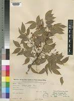 Image result for Dalbergia bracteolata