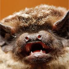 Bat ID : Bat Identification : Identify bats in California : Corky's Pest  Control