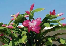 Even in cold weather, apply sunscreen, wear hats and limit. Rules To Keep Christmas Cacti Blooming Triblive Com