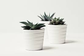 They range in size from very small, rounded shrubs to varieties that grow in columnar shapes. 10 Slow Growing Indoor Plants Perfect For Your Home Indoor Home Garden