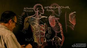 Anatomy male torso character art character design references character design sketches art reference photos alien art human body. Anatomy For Artists Volume 3 The Gnomon Workshop