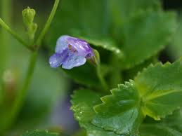 Image result for Craterostigma nummulariifolium