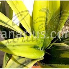 Browse our online plant shop. Buy Sansevieria Trifasciata Cv Goldflame With Canarius
