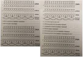 The following diagram shows how different codons code for different amino acids. Protein Synthesis Worksheet Clutch Prep