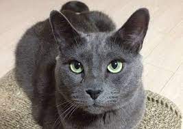 These cats are known to be highly intelligent and playful but tend to be timid around strangers. 180 Best Russian Blue Cat Names Blue Cats Russian Blue Russian Blue Cat