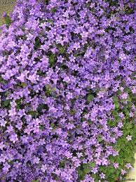 Pin On Edible Ground Covers