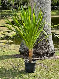 Image result for dracaena