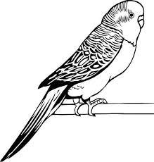 Parakeet coloring page from parrots category. Pin On Birds Coloring Pages