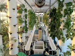 Fish And Greens Grow Together On Rooftop Farm In Winter Gardens Fla Aquaponics Aquaponics Diy Winter Garden