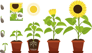 Mix about 3 inches of rich potting soil into your garden's native soil. How To Grow Sunflowers Kids Do Gardening