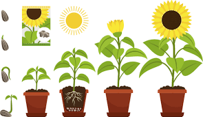 Maintain temperature at 60 to 65 degrees. How To Grow Sunflowers Kids Do Gardening