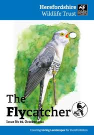 Image result for Diclis tenella