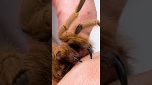 Image result for Tarantula Bite