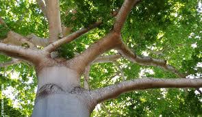 Image result for Ceiba