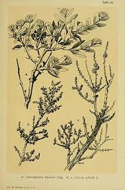 Image result for Leucosphaera bainesii