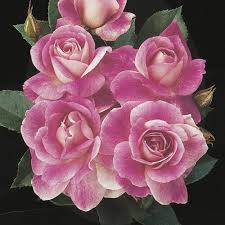 Iceberg roses have become a very ground cover roses ground cover plants white gardens small gardens rose flower colors. Brilliant Pink Iceberg Floribunda Rose