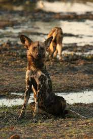 afrika yaban kopekleri animales hermosos animales canas
