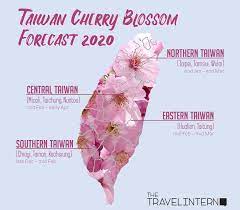 Cherry Blossom In Taiwan 2021 Forecast The Best Time 8 Best Places To See Cherry Blossoms In Taiwan Living Nomads Travel Tips Guides News Informat Cherry Blossom Taiwan Cherry Blossom Season
