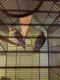 Woke Up This Morning To One Of Tiels Having A Nakey Bum:( : R/Cockatiel