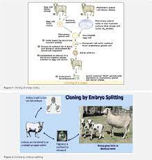 Although cloning techniques are used in genetic engineering genes copied within genes can be swapped across species. Pdf Review On Applications Of Genetic Engineering And Cloning In Farm Animals Semantic Scholar