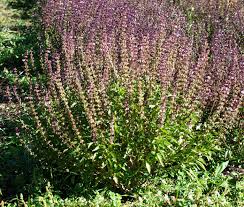 Image result for Ocimum basilicum