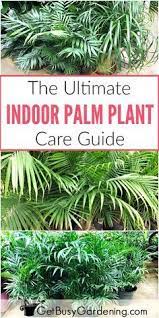 How To Care For Indoor Palm Trees And Plants Palm Plant Care Indoor Palm Trees Palm Tree Care