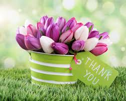 Thank You Images With Tulip Flower Hd Images Pics Free Lovely Flowers Wallpaper Thank You Flowers Flower Wallpaper