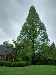 Maybe you would like to learn more about one of these? Dawn Redwood Facts Habitat Growth Rate Lifespan Pictures