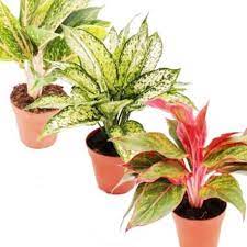 Seramik saksılarda tahliye deliği olmuyor mu? Saksida Yetisen En Guzel Yesil Yaprakli Cicekler