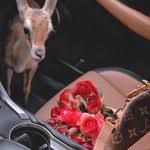 Pin By الغـزاله سارقهہ عين الظ On غــزال In 2020 Animals Kangaroo Rabbit