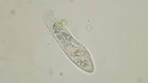If you are using a protozoa culture kit, protists will usually begin to appear after 24 hours with the most variety after about 3 days. Paramecium Caudatum Is A Genus Stock Footage Video 100 Royalty Free 31781950 Shutterstock