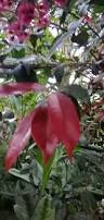 Image result for Syzygium owariense