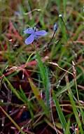 Image result for Smithia erubescens