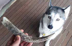 Check spelling or type a new query. Can Huskies Chew Bones Safe And Unsafe Bones Husky Owner