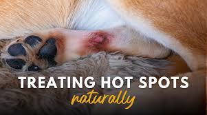 Image result for hotspot dogs