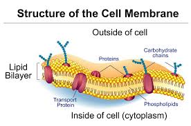 This gives the leaves the green color as we see it. Cell City Sutori