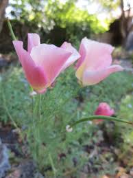 Image result for Renealmia susanneae-katziae