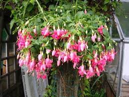 Fuschia Hanging Basket I Went With These On My Front Porch This Year They Are Beautiful And Hanging Flower Baskets Plants For Hanging Baskets Fuchsia Plant