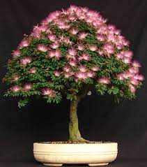 How Do Bonsai Tree Works Bonsai Flower Tree Seeds Persian Silk Tree