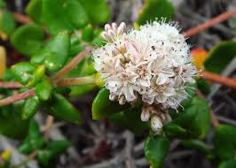 Image result for Hippocratea parvifolia