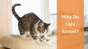 Why Do Cats Roll In The Dirt Cool Cat Tree House