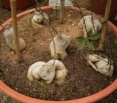 Image result for Kedrostis nana