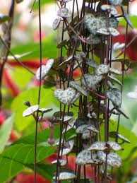 Image result for Ceropegia breviflora