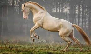 Dunyada Soykirima Ugrayan Tek Hayvan Turk Ati Ahal Teke Sovyetler Birligi Kizil Ordu Komutani Josef Stalin Bolgedeki T 2020 Akhal Teke Guzel Atlar Kentucky Derby