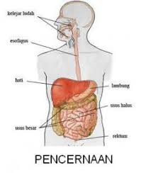 We did not find results for: Organ Penyusun Sistem Pencernaan Dan Fungsinya