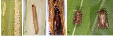 4.4.2 Maize stalk borer, Busseola fusca (Fuller 1901) – Risk Atlas for  Africa