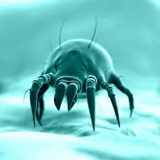 Image result for Dust mite