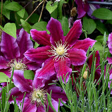 Clematis and tomatoes are two exceptions to the usual rule, and are best planted 6 inches deeper than the soil level in the pot. Hania Clematis Clematis Hania In Wilmette Chicago Evanston Glenview Skokie Winnetka Illinois Il At Chalet Nursery