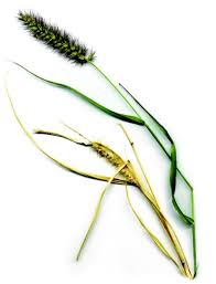 Image result for Cenchrus riparius